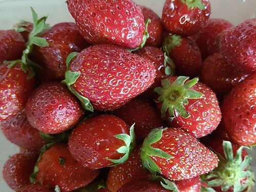 משק לוי קטיף עצמי